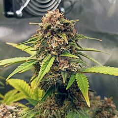 Purple Fast F1 BX Reg, Фасовка: 5